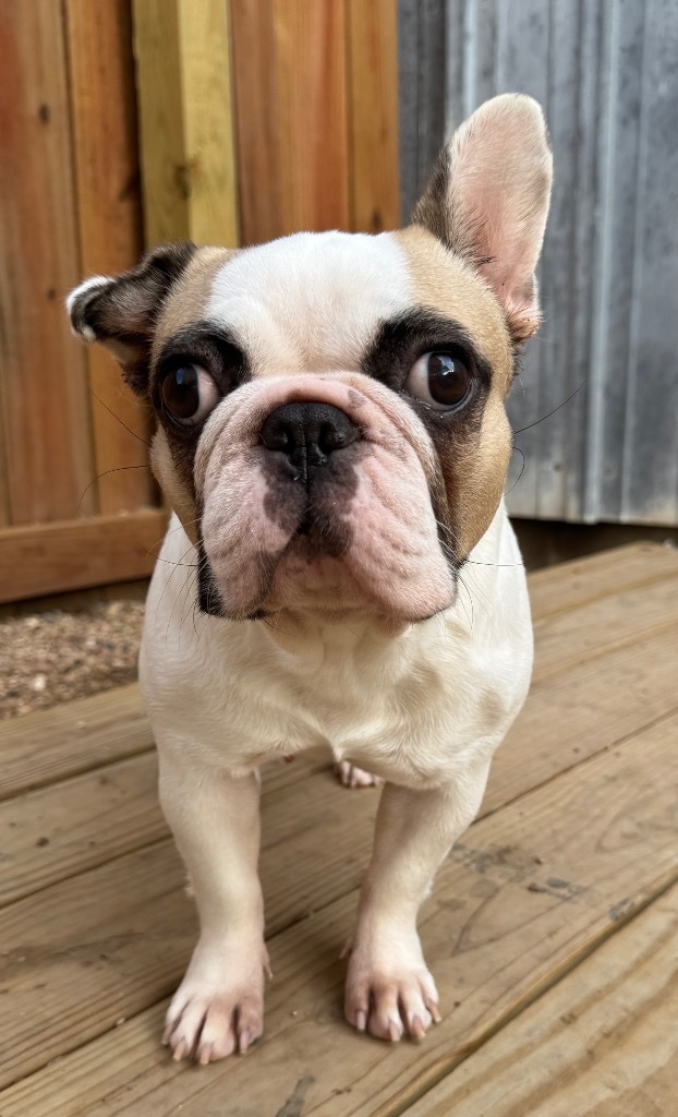 Hattie, an adoptable French Bulldog in Hastings, NE, 68901 | Photo Image 1
