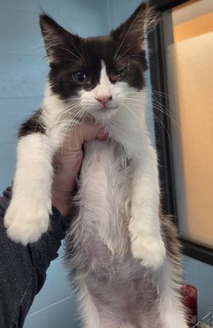Sf 29 Domestic Medium Hair Cat