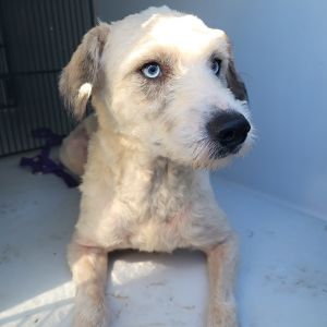 Pen 204 Rio Poodle Dog
