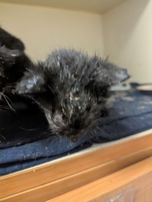 Buffy [Foster] Domestic Short Hair Cat