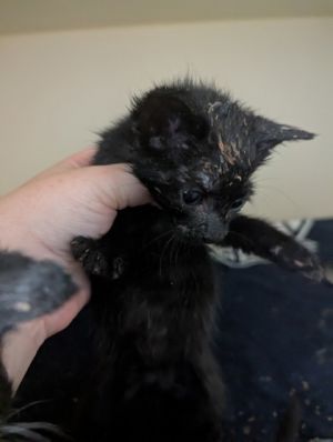 Demi [Foster] Domestic Short Hair Cat