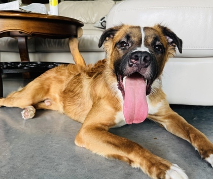 Bubbles $85, an adoptable Leonberger, Mixed Breed in Seneca, SC, 29678 | Photo Image 1