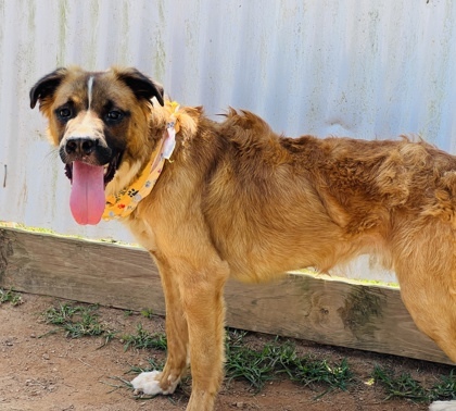 Bubbles $85, an adoptable Leonberger, Mixed Breed in Seneca, SC, 29678 | Photo Image 2