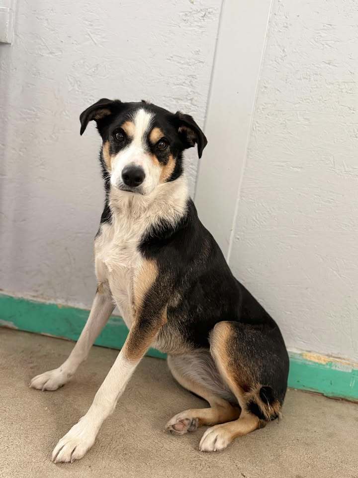 Aspen, an adoptable Border Collie, Cattle Dog in Dillon, MT, 59725 | Photo Image 1