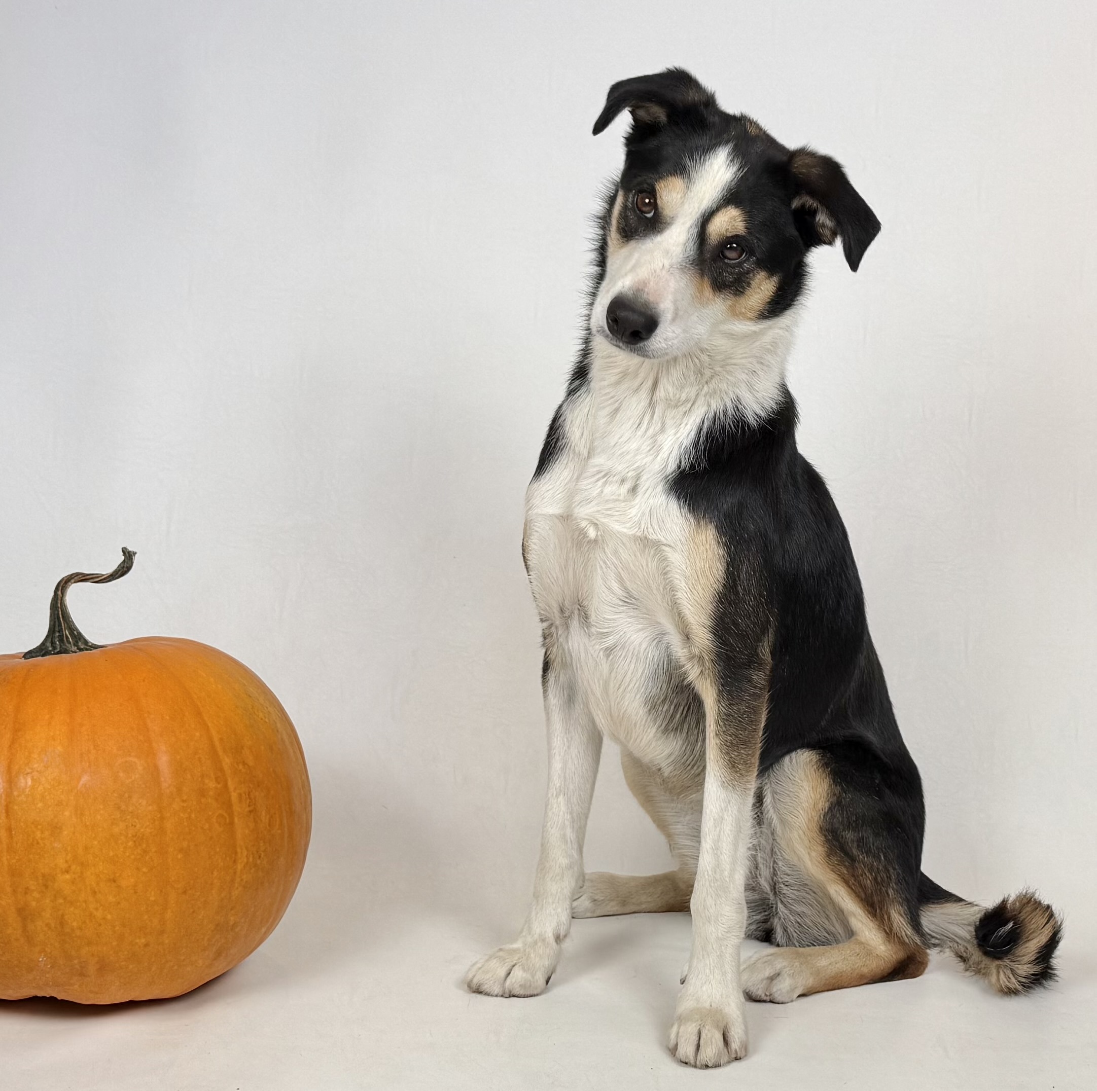Aspen, an adoptable Border Collie, Cattle Dog in Dillon, MT, 59725 | Photo Image 1