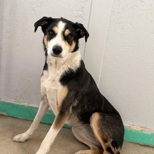 Aspen, an adoptable Border Collie, Cattle Dog in Dillon, MT, 59725 | Photo Image 2