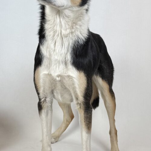 Aspen, an adoptable Border Collie, Cattle Dog in Dillon, MT, 59725 | Photo Image 2