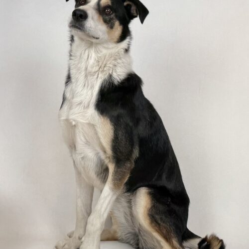 Aspen, an adoptable Border Collie, Cattle Dog in Dillon, MT, 59725 | Photo Image 3