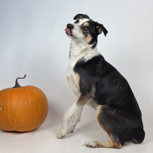 Aspen, an adoptable Border Collie, Cattle Dog in Dillon, MT, 59725 | Photo Image 4