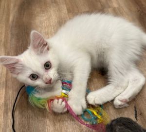 Beluga Domestic Medium Hair Cat