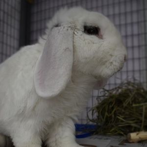 Evie, Adult Male unknown