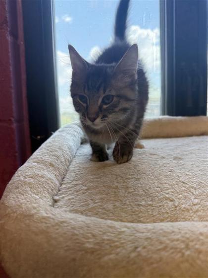 Nichka, an adoptable Domestic Medium Hair, Domestic Short Hair in Hutchinson, KS, 67504 | Photo Image 2