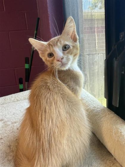 Owen, an adoptable Domestic Short Hair in Hutchinson, KS, 67504 | Photo Image 2