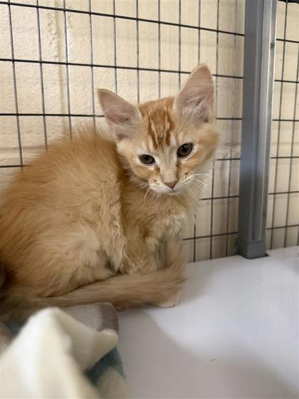 Amelia, an adoptable Domestic Medium Hair, Domestic Short Hair in Hutchinson, KS, 67504 | Photo Image 1