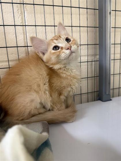 Amelia, an adoptable Domestic Medium Hair, Domestic Short Hair in Hutchinson, KS, 67504 | Photo Image 2