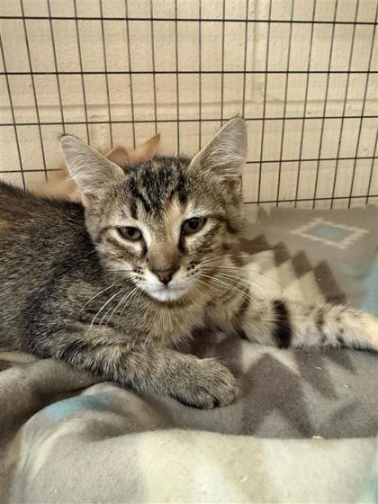 Hannah, an adoptable Domestic Medium Hair, Domestic Short Hair in Hutchinson, KS, 67504 | Photo Image 1