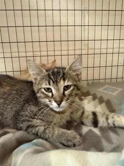 Hannah, an adoptable Domestic Medium Hair, Domestic Short Hair in Hutchinson, KS, 67504 | Photo Image 2