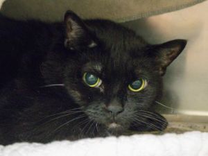 Meow-Meow, Adult Female unknown