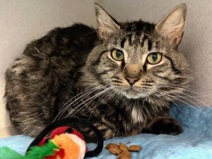 Siri Domestic Medium Hair Cat