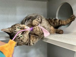 Felix Domestic Short Hair Cat