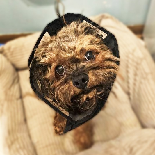 Chewbacca