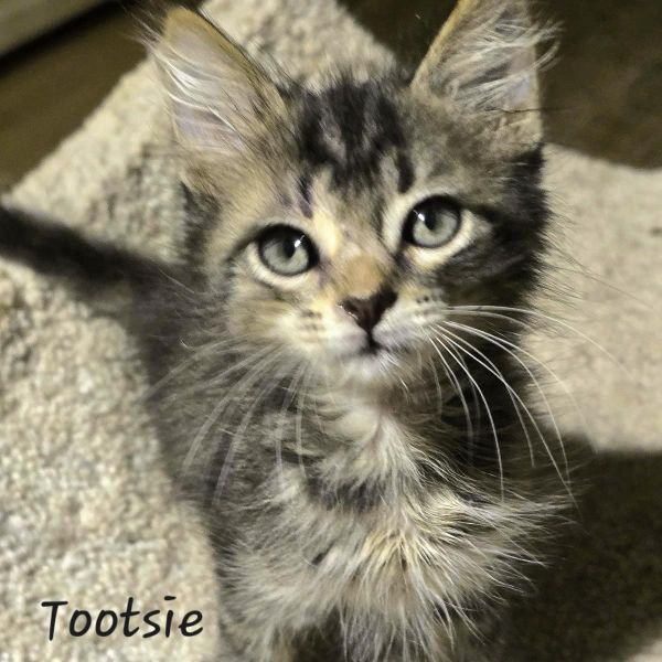 Tootsie