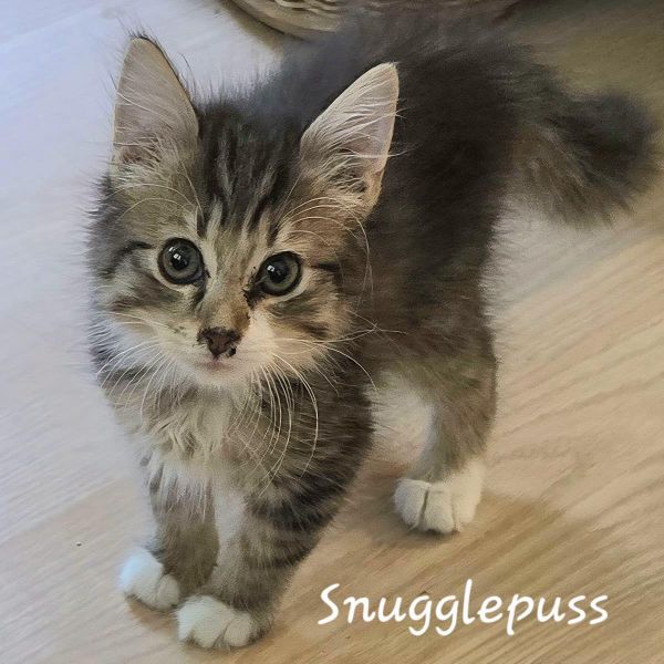 Snugglepuss