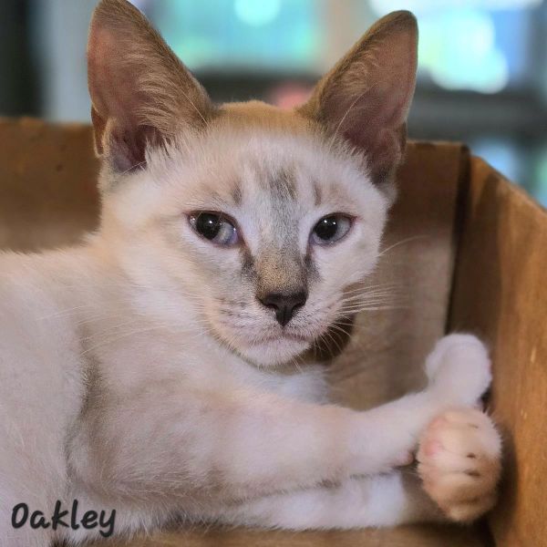 Oakley