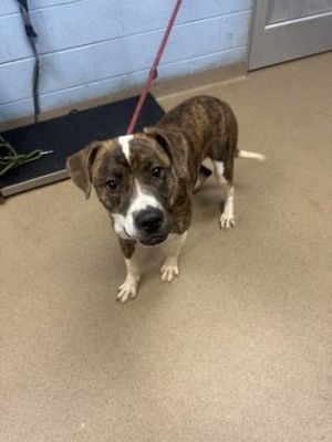 Webster Mixed Breed Dog