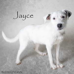 Jayce
