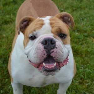 Champ, Adult Male unknown