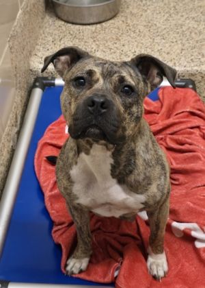 Charlene 58580 Mixed Breed Dog