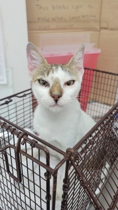 Zira Domestic Short Hair Cat