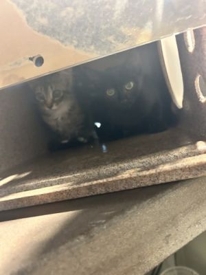 Ohio Domestic Short Hair Cat