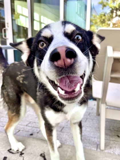 Balto