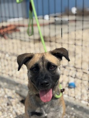 Hi there Im Logan Im still young and have a lot of energy I love to play fetch and run