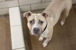 Tamale, Adult Female unknown