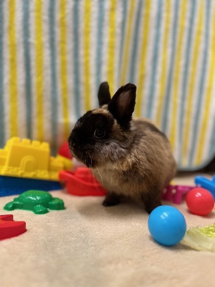 Diego