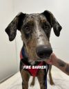 Fire Barker