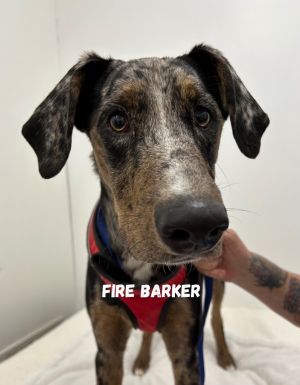 Photo of Fire Barker