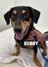 Bobby
