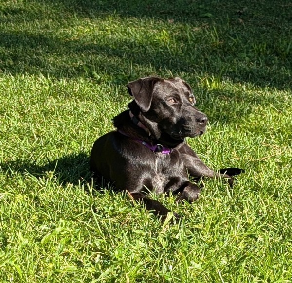 Jillie 1