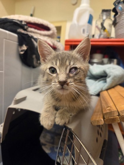 Mr. Peach, an adoptable Domestic Short Hair in Durango, CO, 81301 | Photo Image 1