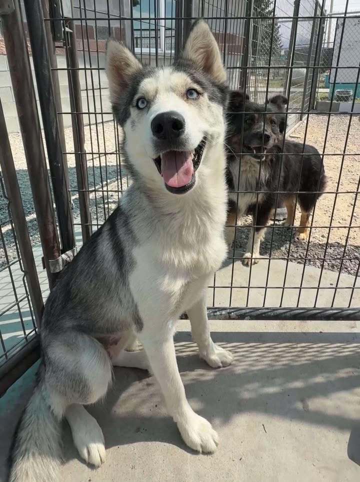 Molly, an adoptable Siberian Husky in Dillon, MT, 59725 | Photo Image 1