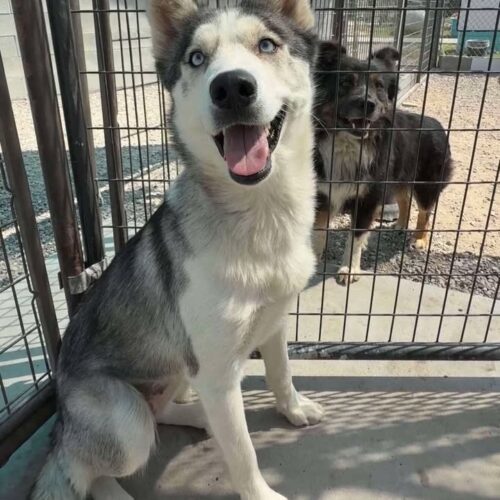 Molly, an adoptable Siberian Husky in Dillon, MT, 59725 | Photo Image 2