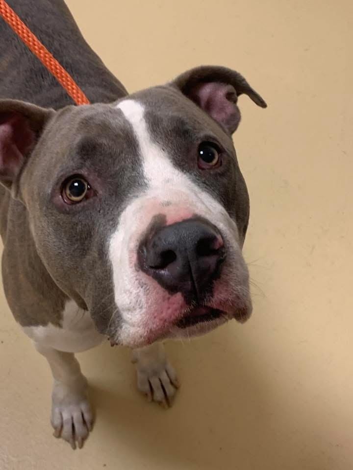 Smoke, an adoptable Pit Bull Terrier, Akbash in Sanford, NC, 27331 | Photo Image 1