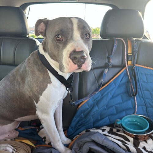 Smoke, an adoptable Pit Bull Terrier, Akbash in Sanford, NC, 27331 | Photo Image 2