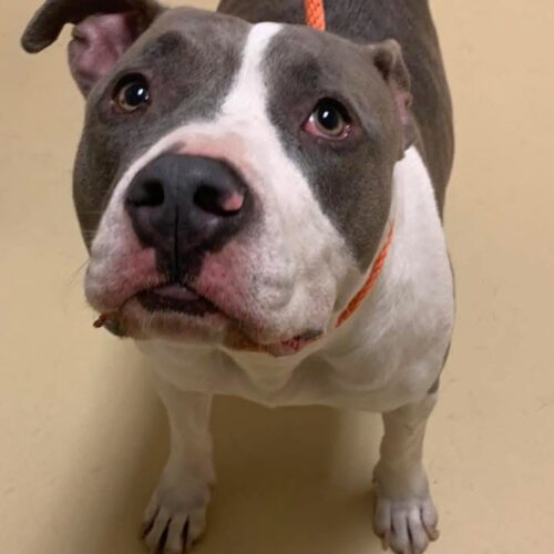 Smoke, an adoptable Pit Bull Terrier, Akbash in Sanford, NC, 27331 | Photo Image 3