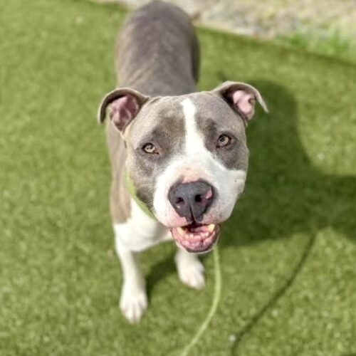 Smoke, an adoptable Pit Bull Terrier, Akbash in Sanford, NC, 27331 | Photo Image 4