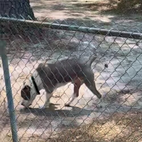 Smoke, an adoptable Pit Bull Terrier, Akbash in Sanford, NC, 27331 | Photo Image 5